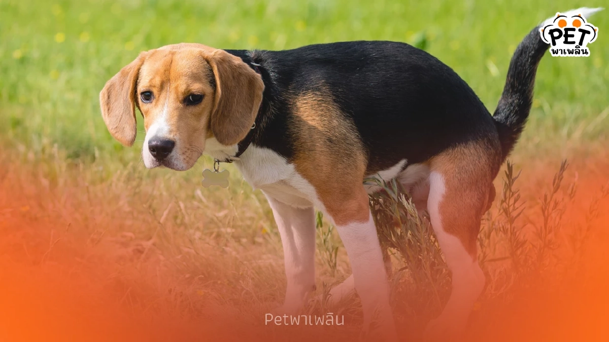 เผยความลับ! ทำไมกลิ่นดินและหญ้าช่วยกระตุ้นสุนัขขับถ่าย เผยความลับ! ทำไมกลิ่นดินและหญ้าช่วยกระตุ้นสุนัขขับถ่าย