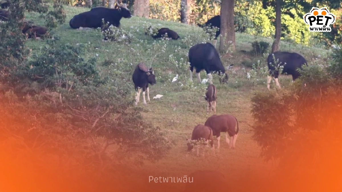 ชมกระทิงป่าใกล้ชิด ลานกางเต็นท์เขาแผงม้า ธรรมชาติสมบูรณ์ ชมกระทิงป่าใกล้ชิด ลานกางเต็นท์เขาแผงม้า ธรรมชาติสมบูรณ์