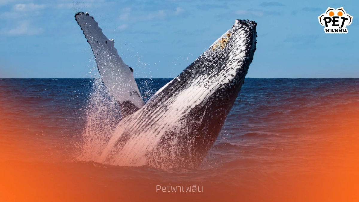 "งานวิจัยเผย วาฬมี “สำเนียง” เหมือนภาษาถิ่นของมนุษย์" "งานวิจัยเผย วาฬมี “สำเนียง” เหมือนภาษาถิ่นของมนุษย์"