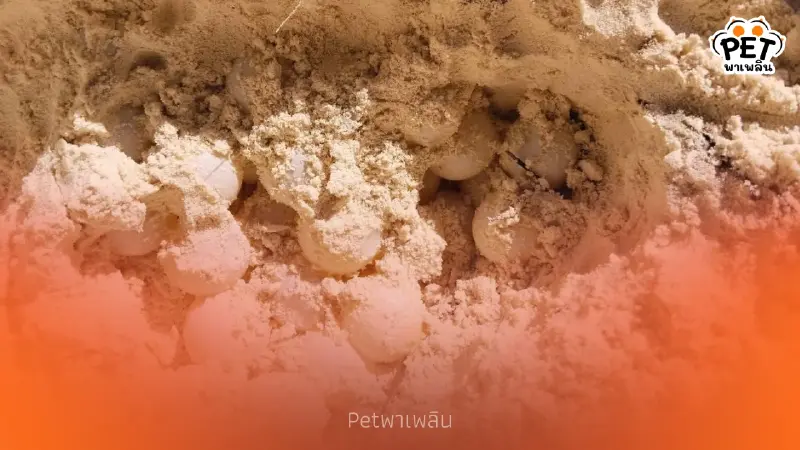 ปาฏิหาริย์ส่งท้ายปี! แม่เต่าตนุวางไข่ 99 ฟอง บนหาดลับเกาะตาชัย ปาฏิหาริย์ส่งท้ายปี! แม่เต่าตนุวางไข่ 99 ฟอง บนหาดลับเกาะตาชัย