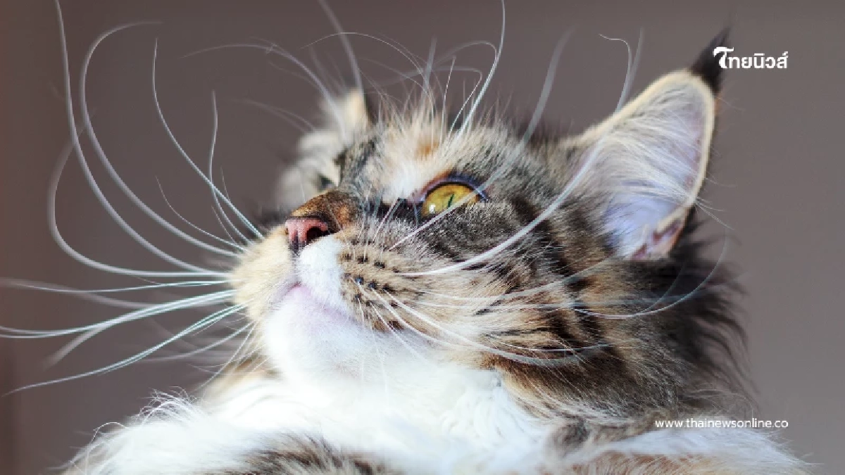 5 เหตุผลที่คุณห้ามตัดหนวดแมว เด็ดขาด ถ้าไม่อยากให้ชีวิตน้องพัง