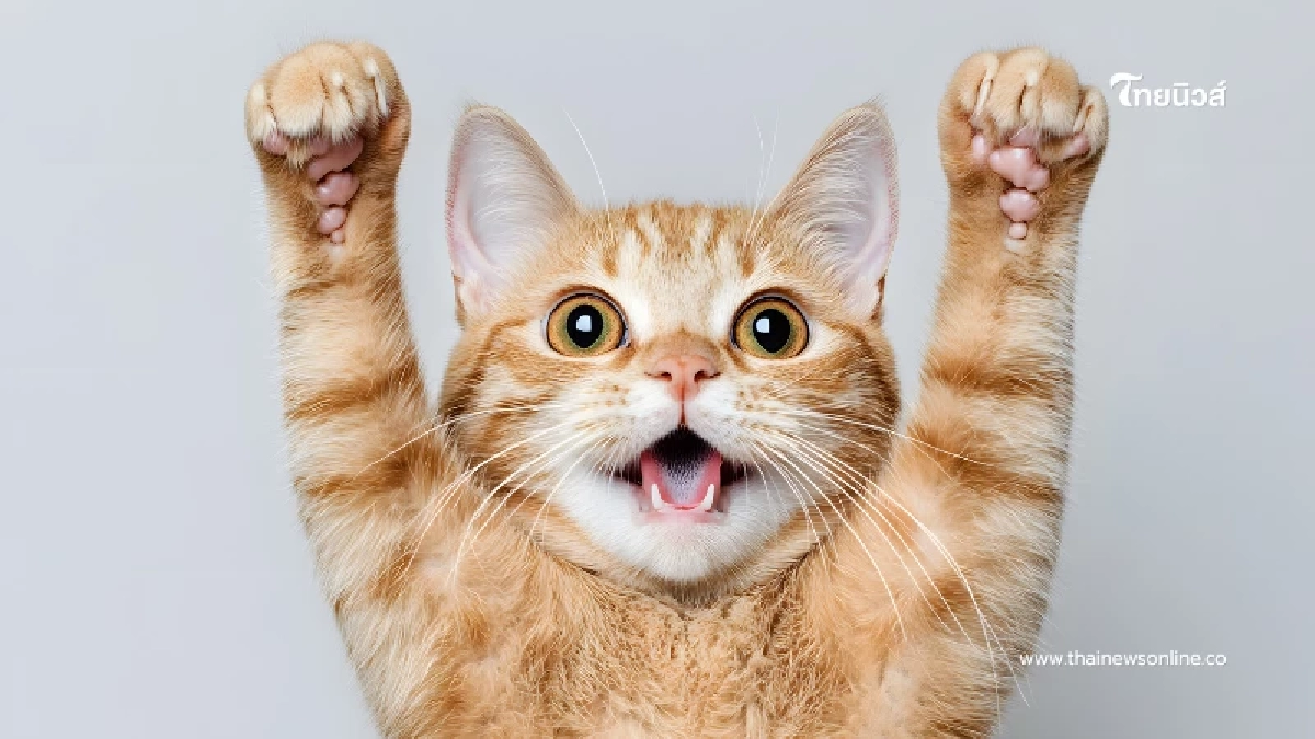 เช็กสัญญาณภาษากาย แมวกำลังบอกรักคุณอยู่หรือเปล่า อย่าพลาด