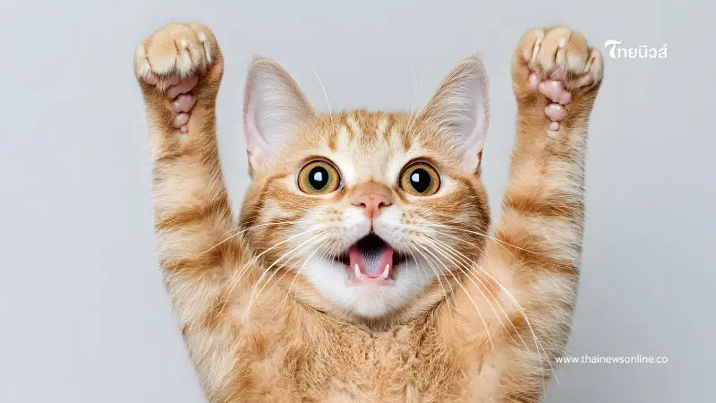 เช็กสัญญาณภาษากาย แมวกำลังบอกรักคุณอยู่หรือเปล่า อย่าพลาด