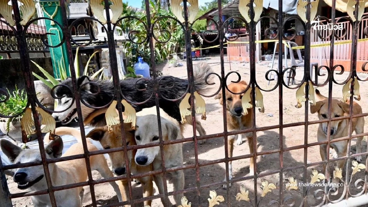 รอดปาฏิหาริย์! สุนัข 8 ตัวปลอดภัย หลัง BM-21 ตกใส่บ้านพังยับ รอดปาฏิหาริย์! สุนัข 8 ตัวปลอดภัย หลัง BM-21 ตกใส่บ้านพังยับ