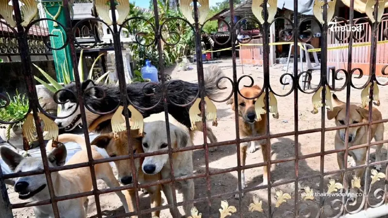 รอดปาฏิหาริย์! สุนัข 8 ตัวปลอดภัย หลัง BM-21 ตกใส่บ้านพังยับ รอดปาฏิหาริย์! สุนัข 8 ตัวปลอดภัย หลัง BM-21 ตกใส่บ้านพังยับ