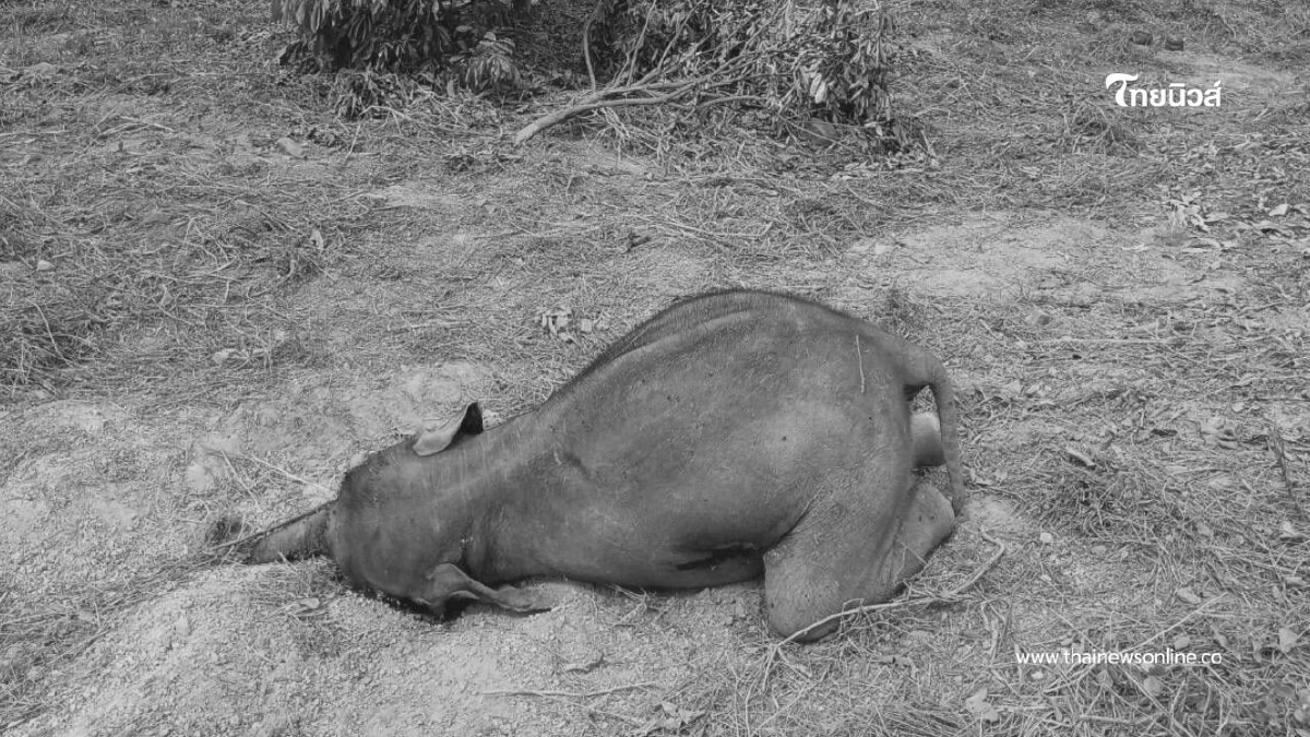 ลูกช้างป่าล้มกลางสวนลำไยสระแก้ว คาดติดเชื้อรุนแรงจากบ่วงสลิง ลูกช้างป่าล้มกลางสวนลำไยสระแก้ว คาดติดเชื้อรุนแรงจากบ่วงสลิง