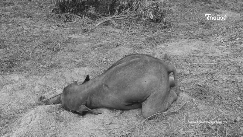 ลูกช้างป่าล้มกลางสวนลำไยสระแก้ว คาดติดเชื้อรุนแรงจากบ่วงสลิง ลูกช้างป่าล้มกลางสวนลำไยสระแก้ว คาดติดเชื้อรุนแรงจากบ่วงสลิง
