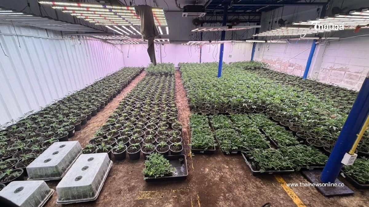 ดส.ผนึกกำลังกรมการแพทย์แผนไทย บุกทลายโกดังลอบปลูกกัญชาเถื่อน