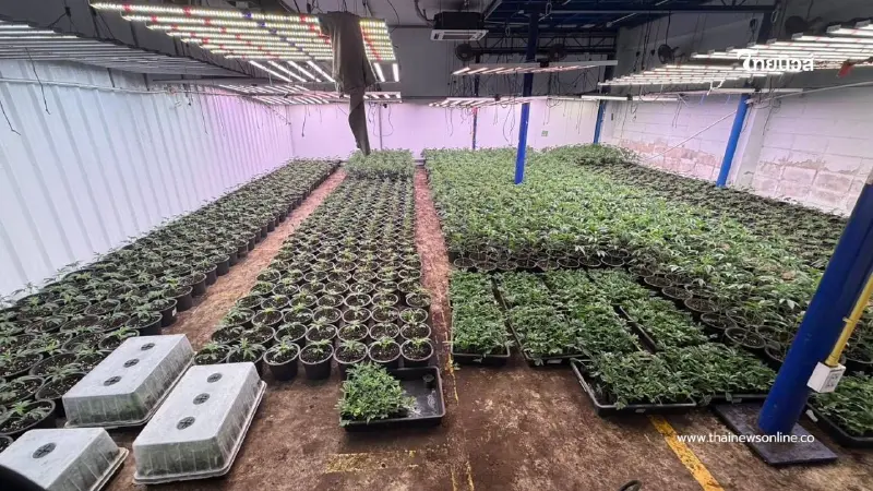 ดส.ผนึกกำลังกรมการแพทย์แผนไทย บุกทลายโกดังลอบปลูกกัญชาเถื่อน