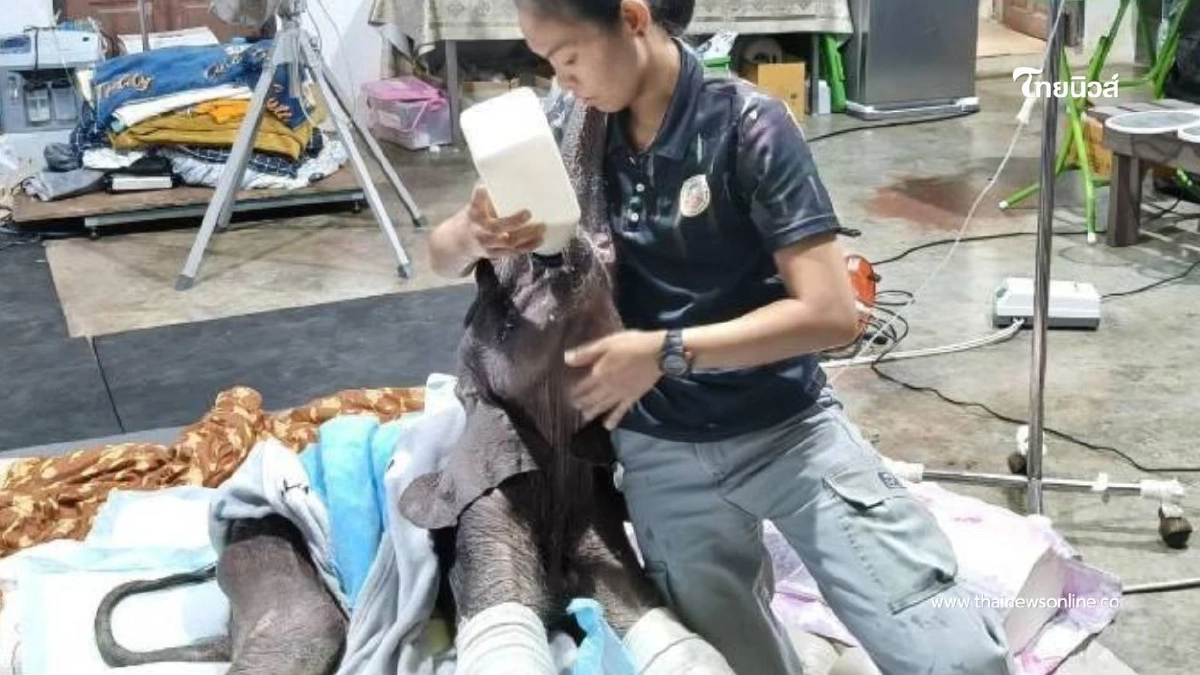 "น้องข้าวต้ม" ลูกช้างป่าเพศเมียอาการดีขึ้น ทีมสัตวแพทย์ดูแล