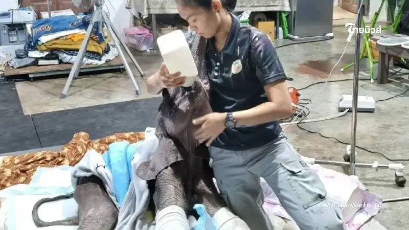 "น้องข้าวต้ม" ลูกช้างป่าเพศเมียอาการดีขึ้น ทีมสัตวแพทย์ดูแล