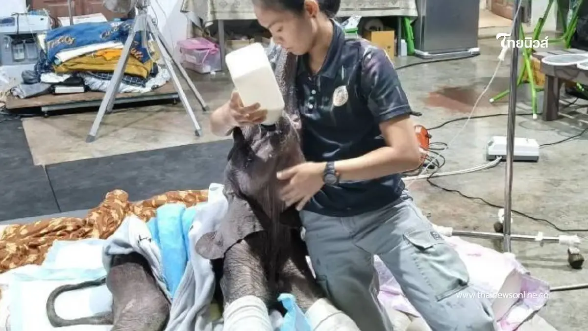 "น้องข้าวต้ม" ลูกช้างป่าเพศเมียอาการดีขึ้น ทีมสัตวแพทย์ดูแล "น้องข้าวต้ม" ลูกช้างป่าเพศเมียอาการดีขึ้น ทีมสัตวแพทย์ดูแล