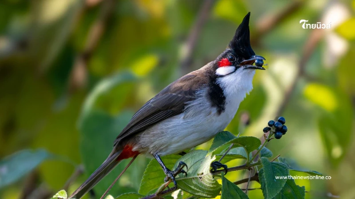 นับถอยหลัง ปลดล็อก นกปรอดหัวโขน พ้นบัญชีสัตว์ป่าคุ้มครอง