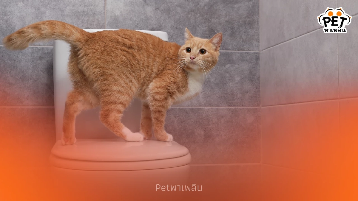 ผู้เชี่ยวชาญเตือนนิ่วในแมวพบมาก ต้องสังเกตอาการใกล้ชิด