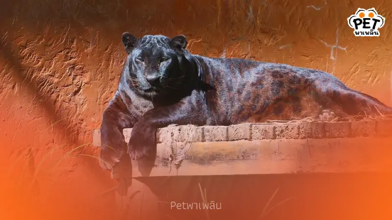 สวนสัตว์เชียงใหม่โชว์ภาพเสือดำสุดสง่า เผยลวดลายลับใต้แสงแดด สวนสัตว์เชียงใหม่โชว์ภาพเสือดำสุดสง่า เผยลวดลายลับใต้แสงแดด