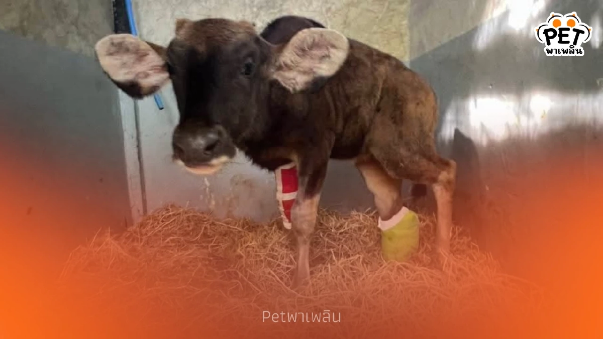 ปาฏิหาริย์มีจริง! เผยภาพ "ลูกกระทิง" สู้ชีวิต เตรียมใส่ขาเทียม