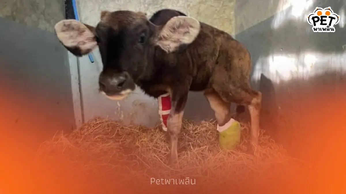 ปาฏิหาริย์มีจริง! เผยภาพ "ลูกกระทิง" สู้ชีวิต เตรียมใส่ขาเทียม ปาฏิหาริย์มีจริง! เผยภาพ "ลูกกระทิง" สู้ชีวิต เตรียมใส่ขาเทียม