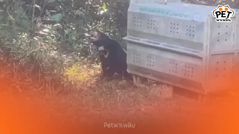 วินาทีคืนถิ่น! ปล่อยหมีหมา "แผ่นดิน" คืนป่าปางสีดา หลังฟื้นฟู 4 ปี