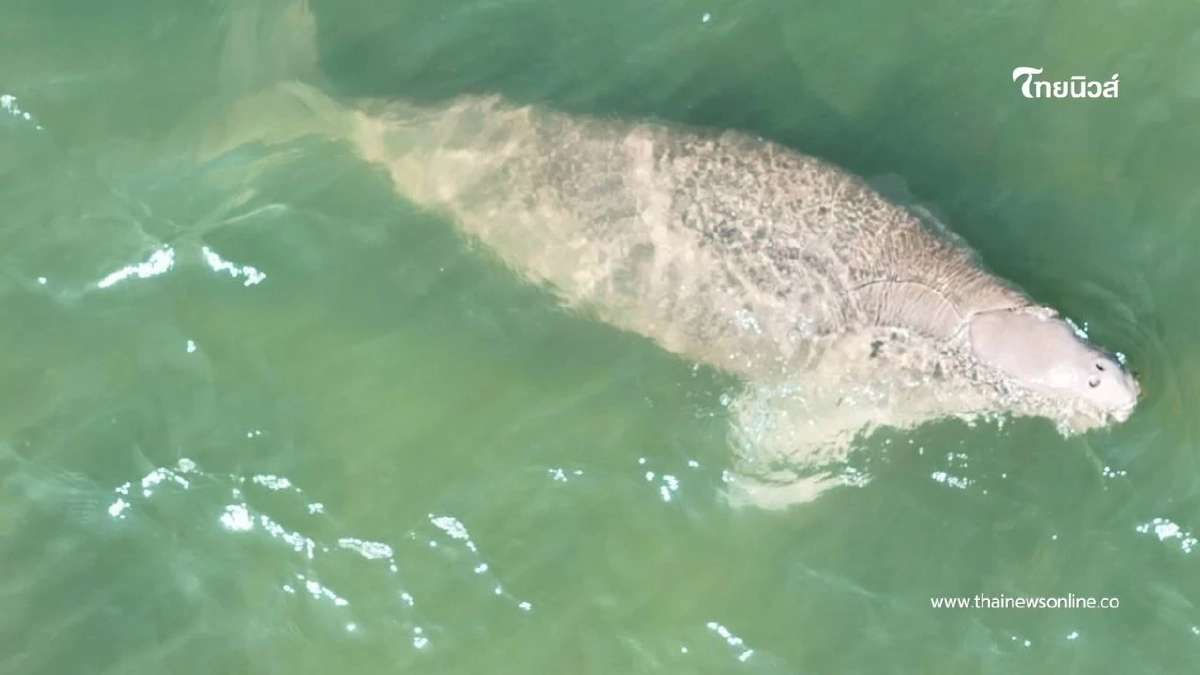 โดรนจับภาพพะยูน 4 ตัว ว่ายหากินสบาย บ่งชี้ทะเลตรังอุดมสุด โดรนจับภาพพะยูน 4 ตัว ว่ายหากินสบาย บ่งชี้ทะเลตรังอุดมสุด