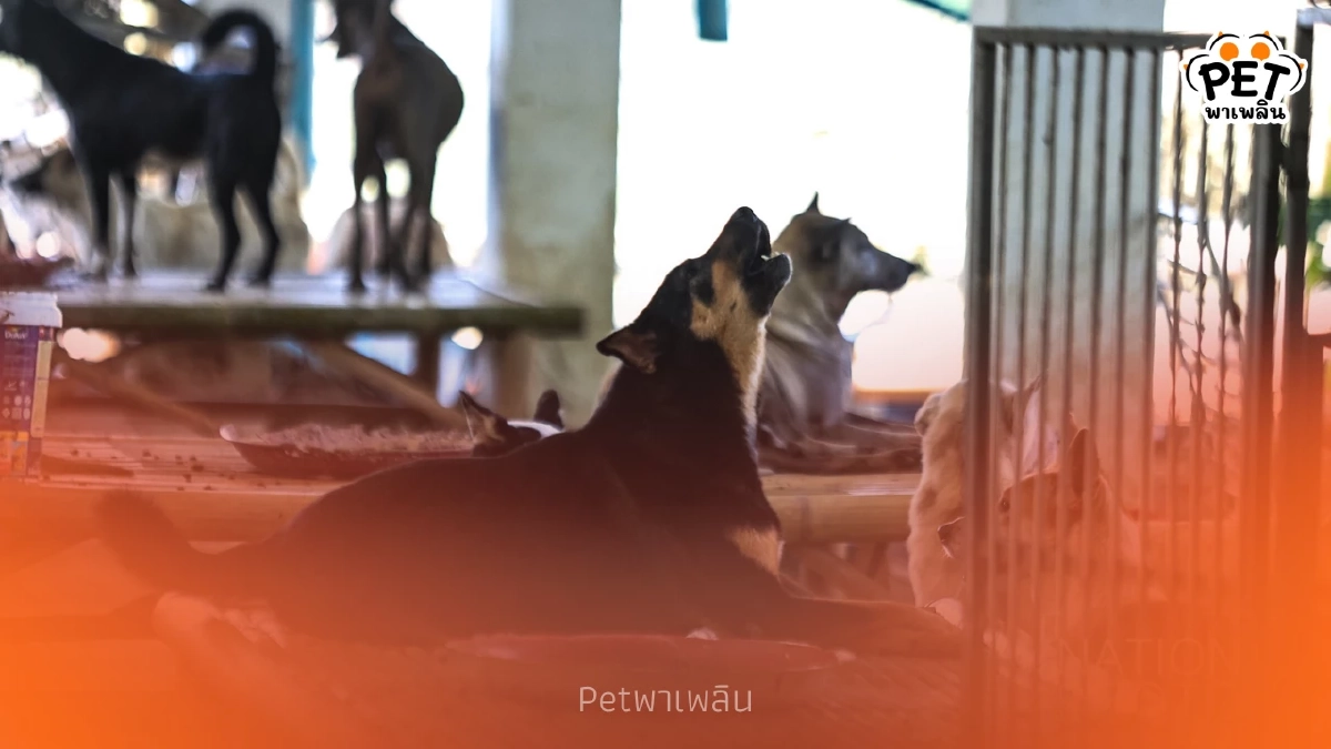 เปิดสภาพ ‘บ้านพักพิงหมาเหงา’ หลังน้ำท่วม สุนัขหายกว่า 50 ตัว