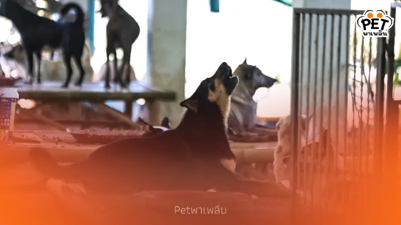 เปิดสภาพ ‘บ้านพักพิงหมาเหงา’ หลังน้ำท่วม สุนัขหายกว่า 50 ตัว