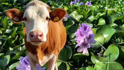 ผักตบชวามีคุณค่า พลิกบทบาทเป็นอาหารสัตว์ ลดต้นทุนเกษตรกร