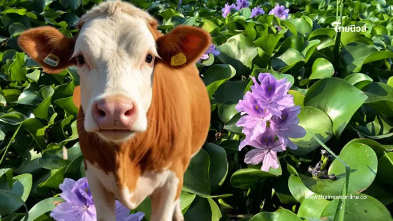 ผักตบชวามีคุณค่า พลิกบทบาทเป็นอาหารสัตว์ ลดต้นทุนเกษตรกร ผักตบชวามีคุณค่า พลิกบทบาทเป็นอาหารสัตว์ ลดต้นทุนเกษตรกร