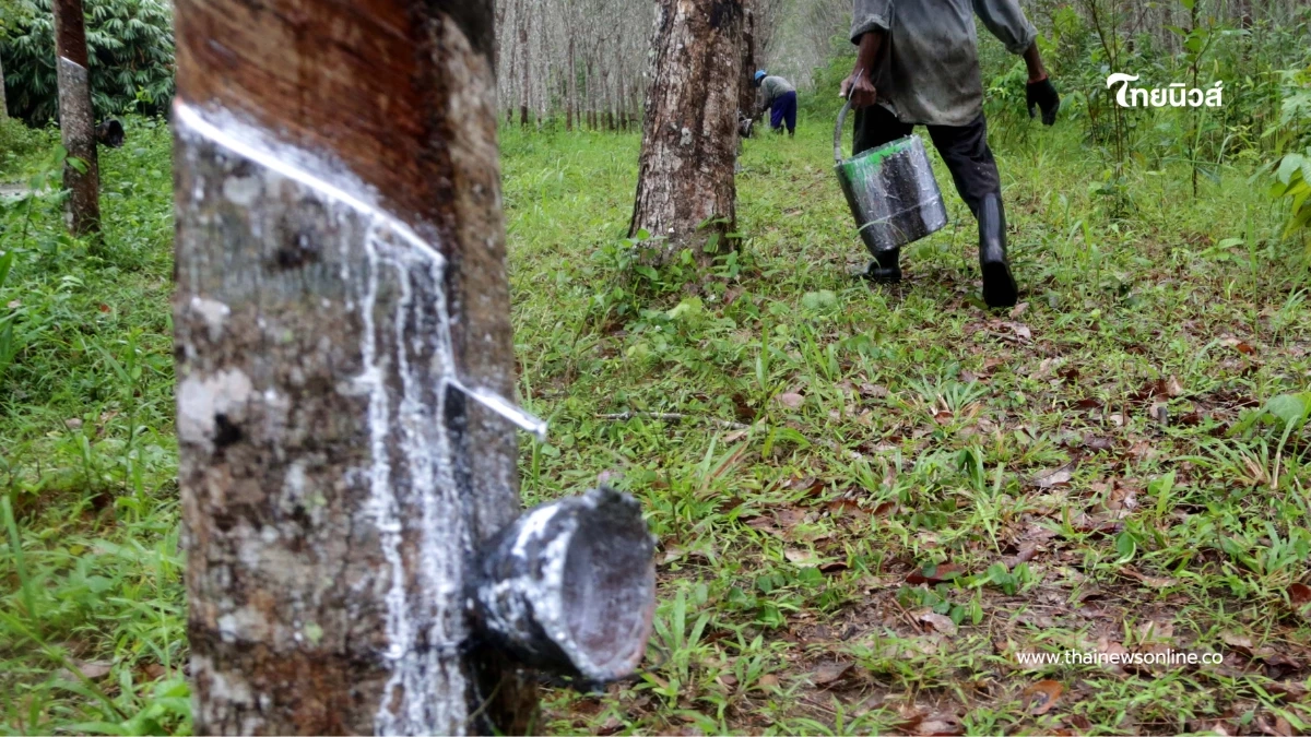 กยท. เปิดเงินเยียวยาสวนยางชายแดน เหตุปะทะศึกไทย-กัมพูชา กยท. เปิดเงินเยียวยาสวนยางชายแดน เหตุปะทะศึกไทย-กัมพูชา