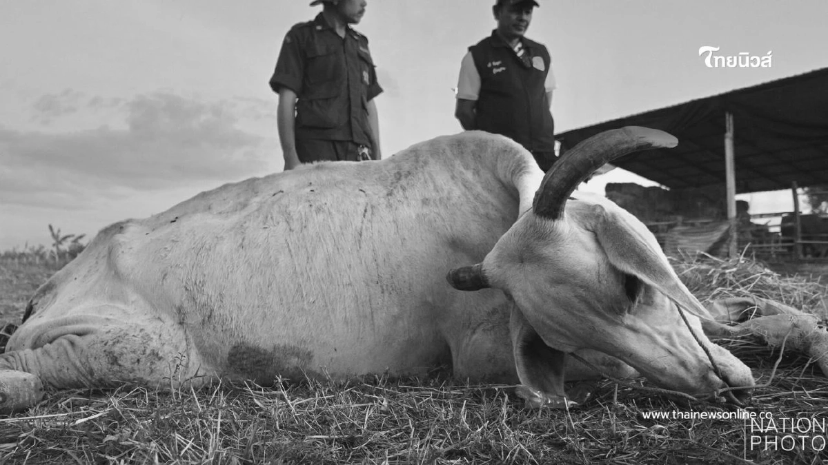 สลดใจ! วัวช็อกเสียงปืนใหญ่ฝั่งเขมร พลัดตกบ่อน้ำ บาดเจ็บสาหัส สลดใจ! วัวช็อกเสียงปืนใหญ่ฝั่งเขมร พลัดตกบ่อน้ำ บาดเจ็บสาหัส