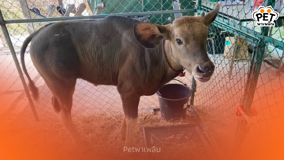 ลูกกระทิงพลัดหลงน้ำหนักเพิ่มเกือบเท่าตัว สุขภาพดีต่อเนื่อง