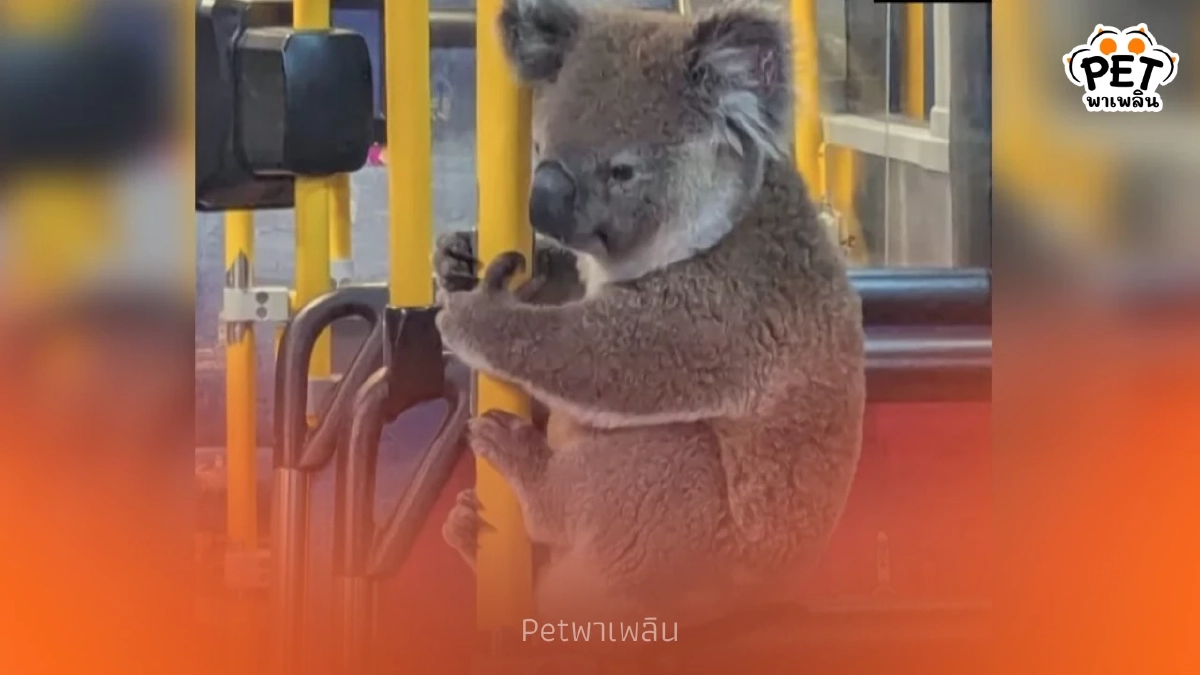 นาทีประทับใจ! โคอาลาหลงทาง คนขับพาขึ้นรถบัสหลบภัยก่อนส่งคืนป่า