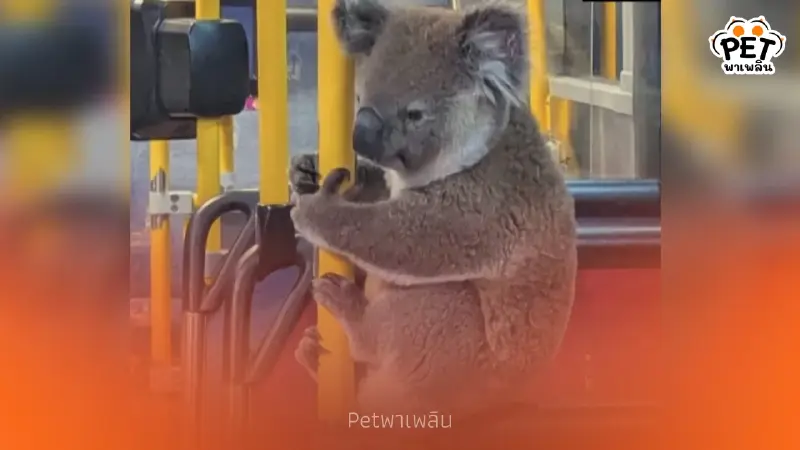 นาทีประทับใจ! โคอาลาหลงทาง คนขับพาขึ้นรถบัสหลบภัยก่อนส่งคืนป่า