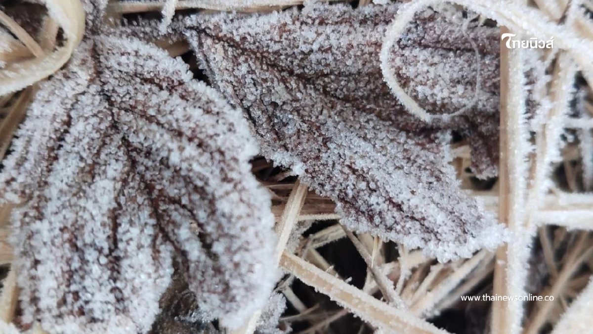 หนาวสะท้าน ดอยอินทนนท์ อุณหภูมิติดลบ เหมยขาบโผล่ 11 ครั้ง หนาวสะท้าน ดอยอินทนนท์ อุณหภูมิติดลบ เหมยขาบโผล่ 11 ครั้ง