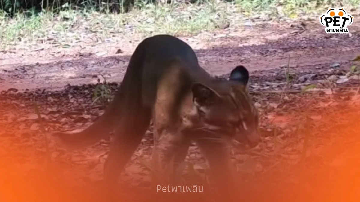 หาดูยาก! เผยภาพ "เสือไฟ" กลางดงพญาเย็น ย้ำป่าไทยยังสมบูรณ์