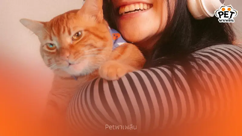 ทำไมกอดแมวถึงโดนตบ? 3 สาเหตุหลักจากสัญชาตญาณที่ทาสต้องเข้าใจ