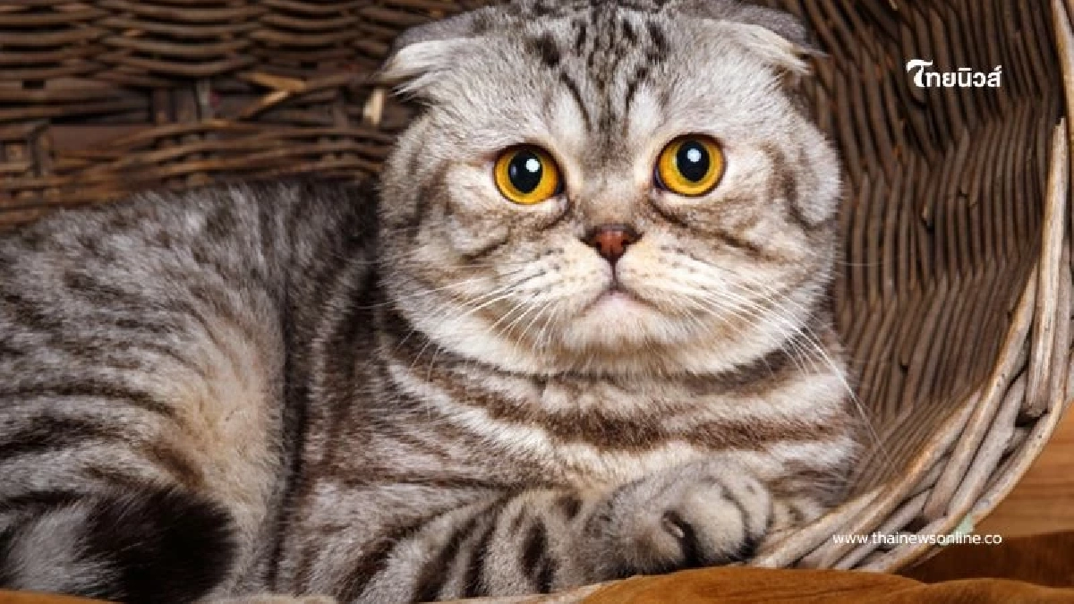 4 กลิ่นที่แมวไม่ชอบ! เจ้าของควรรู้เพื่อเลี่ยงความเครียดให้เจ้าเหมียว