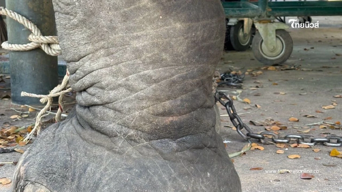 อัปเดตอาการ "สีดอภูสิทธิ์" ช้างป่วย ทีมสัตวแพทย์ดูแลใกล้ชิด