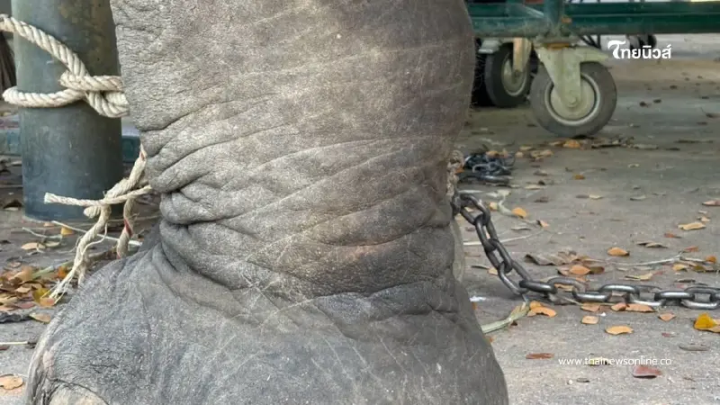 อัปเดตอาการ "สีดอภูสิทธิ์" ช้างป่วย ทีมสัตวแพทย์ดูแลใกล้ชิด อัปเดตอาการ "สีดอภูสิทธิ์" ช้างป่วย ทีมสัตวแพทย์ดูแลใกล้ชิด