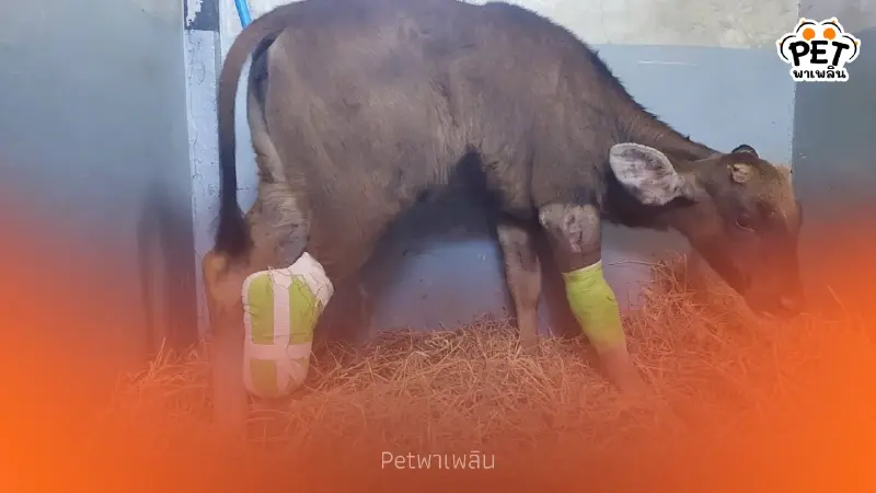 สัตวแพทย์จำใจต้องตัดขา “ลูกกระทิงติดบ่วง” ล่าสุดอาการดีขึ้น สัตวแพทย์จำใจต้องตัดขา “ลูกกระทิงติดบ่วง” ล่าสุดอาการดีขึ้น