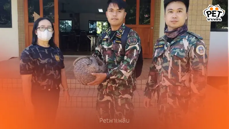 ชาวบ้านช่วย "ตัวลิ่น" ยักษ์ รอดคมเขี้ยวสุนัข ส่งคืนป่าเวียงโกศัย