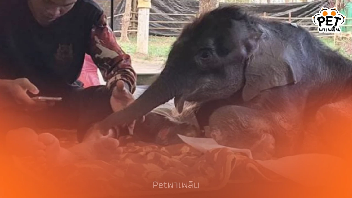 ลูกช้าง “พังข้าวต้ม” ฟื้นตัวเร็ว! กินนมเพิ่ม-ร่าเริงขึ้นชัดเจน