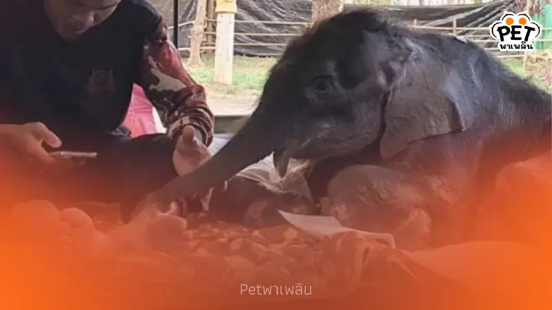 ลูกช้าง “พังข้าวต้ม” ฟื้นตัวเร็ว! กินนมเพิ่ม-ร่าเริงขึ้นชัดเจน
