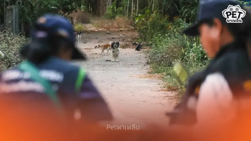อาสา ชรบ. ตระเวนช่วยหมาแมวชายแดน หลังชาวบ้านอพยพหนีเหตุปะทะ