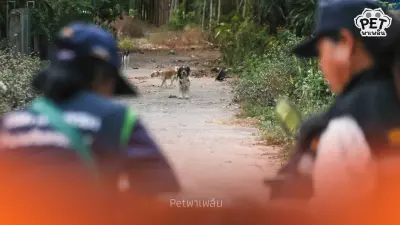 อาสา ชรบ. ตระเวนช่วยหมาแมวชายแดน หลังชาวบ้านอพยพหนีเหตุปะทะ