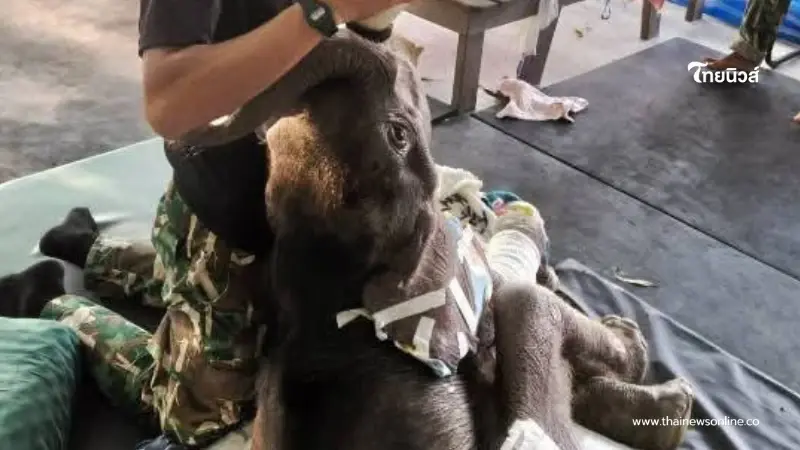 อาการล่าสุด "ข้าวต้ม" ลุกนั่งได้เองแล้ว เคลื่อนไหวว่องไวขึ้น