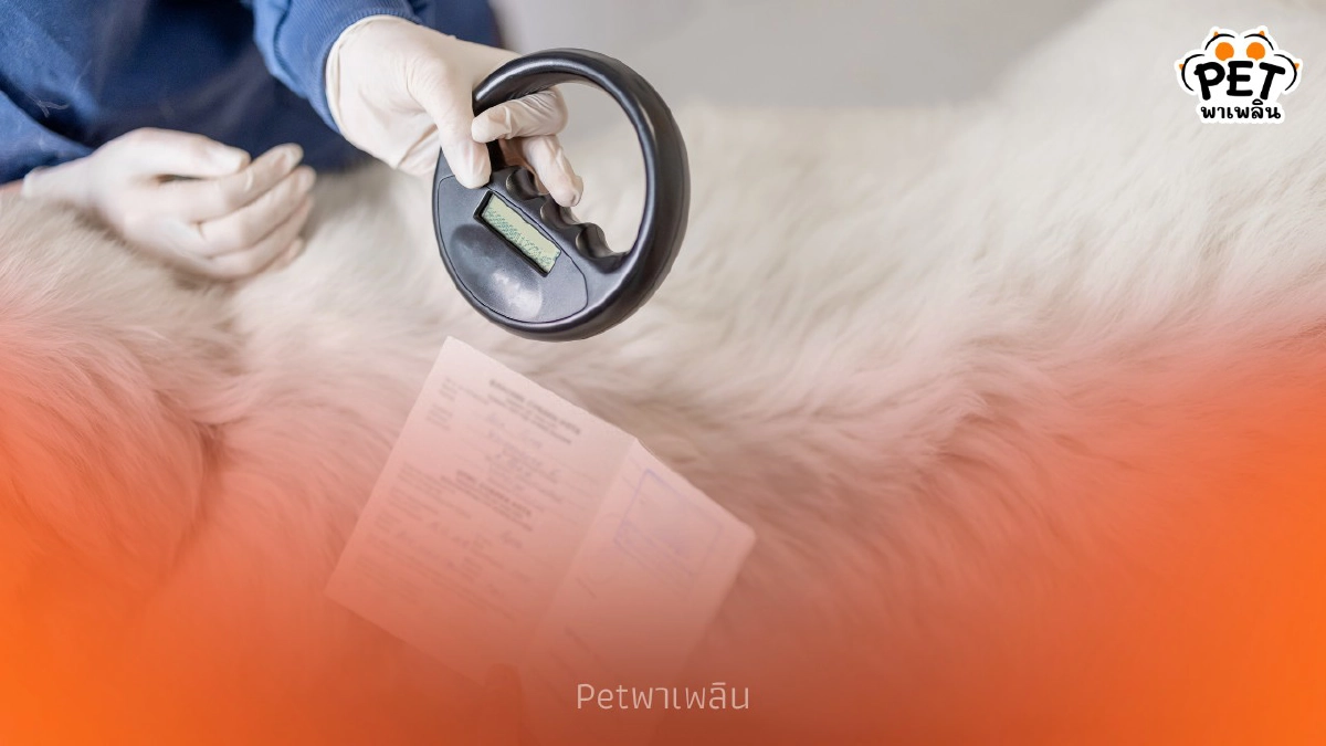 .แนะเจ้าของสัตว์เลี้ยงใน กทม. เตรียมฝังชิป-จดทะเบียนก่อนปี 69.