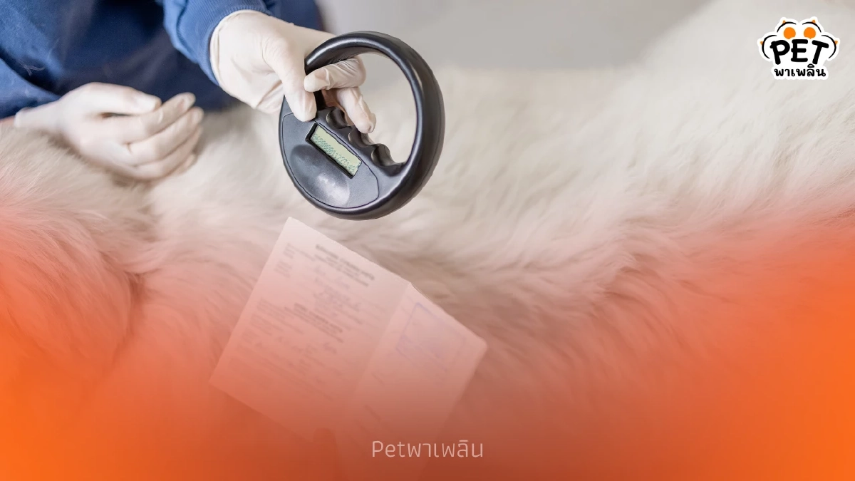แนะเจ้าของสัตว์เลี้ยงใน กทม. เตรียมฝังชิป-จดทะเบียนก่อนปี 69