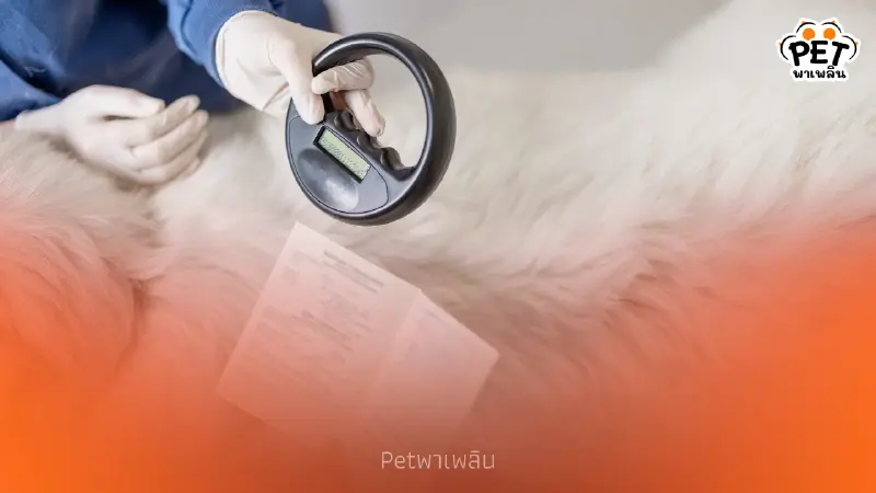 แนะเจ้าของสัตว์เลี้ยงใน กทม. เตรียมฝังชิป-จดทะเบียนก่อนปี 69