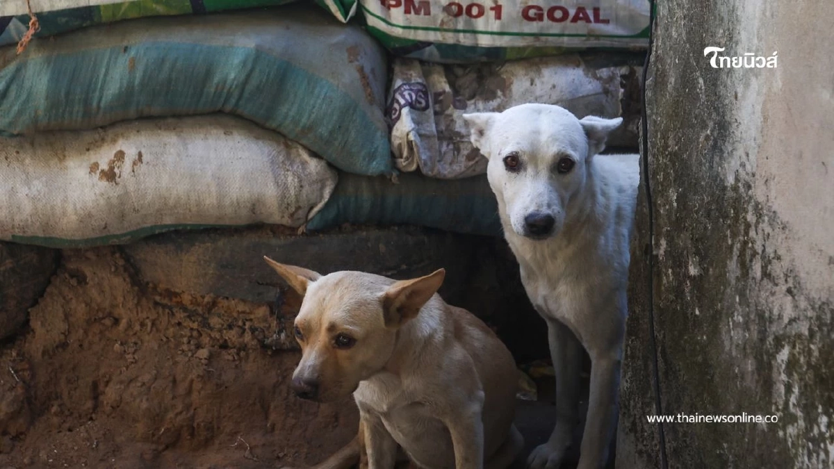 ชาวบ้านกันทรลักษณ์ผวา! กระสุนปืนใหญ่กัมพูชาตกกลางหมู่บ้าน ชาวบ้านกันทรลักษณ์ผวา! กระสุนปืนใหญ่กัมพูชาตกกลางหมู่บ้าน