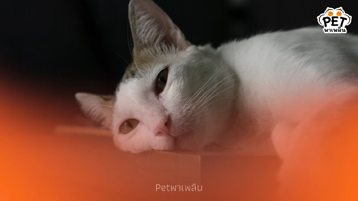 สัตว์เลี้ยง ซึมเศร้า-เครียด หรือไม่? 5 สัญญาณเตือนที่ห้ามมองข้าม